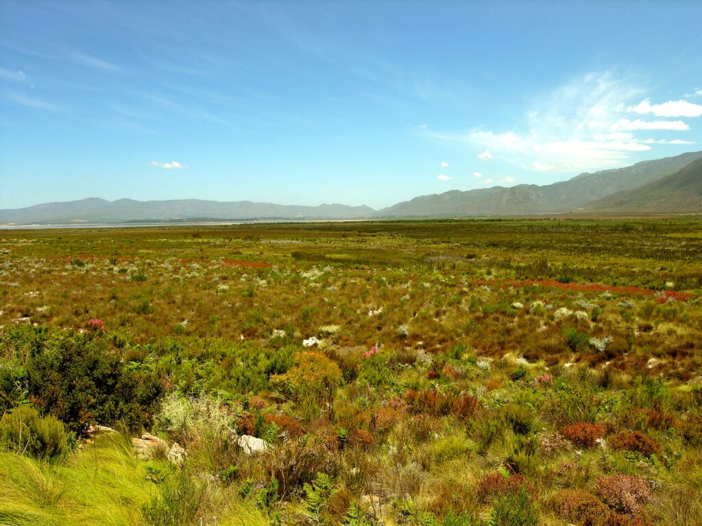 Fynbos landscape near Franschhoek, South Africa, illustrating the native vegetation discussed in the Cape Town water-fund example